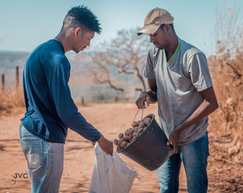 Colheita do Baru. Foto: Jovens Vivendo no Campo / Grupo Semente