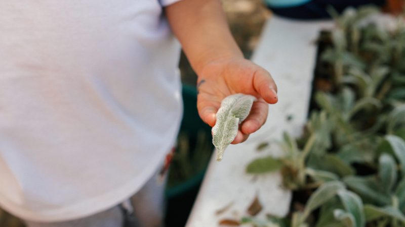 Criança colhe peixinho da horta/Dani Neves