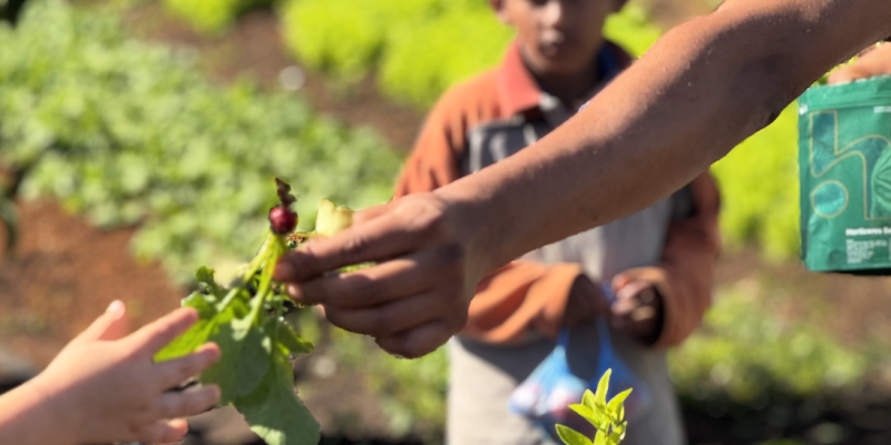 Adulto mostra um pequeno rabanete para uma criança, em uma horta.