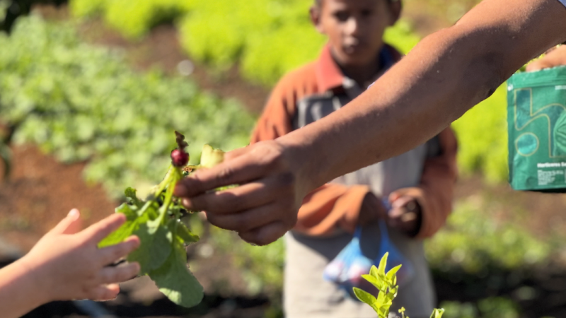 Adulto mostra um pequeno rabanete para uma criança, em uma horta.